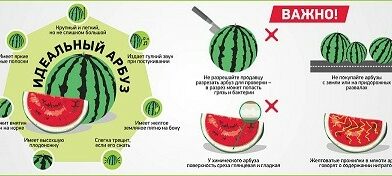                           Профилактика отравлений арбузом